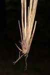 Northwest Territory sedge